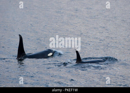 AG Pod di resident orche in viaggio in paesaggi sensazionali e condizioni del tramonto in Chatham strait Alaska sudorientale Foto Stock