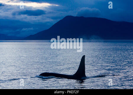 AG Pod di resident orche in viaggio in paesaggi sensazionali e condizioni del tramonto in Chatham strait Alaska sudorientale Foto Stock