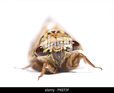 Cicala isolati su sfondo bianco Foto Stock