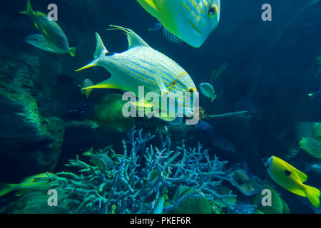 Cheilinus undulatus in un acquario Foto Stock