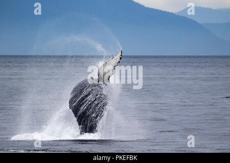 Un Humpback Whale violazioni in alto l'aria in Chatham stretto nel sud-est dell Alaska, STATI UNITI D'AMERICA Foto Stock