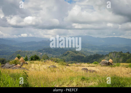 Lo splendido paesaggio di campi di riso e di riso raccolto in Tana Toraja highlands Batutumongi vicino villaggio. A Sud di Sulawesi, Indonesia Foto Stock