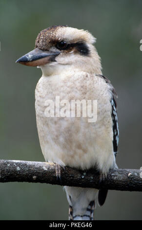 Ridendo kookaburra (Dacelo novaeguineae) - nativo di Australia orientale Foto Stock