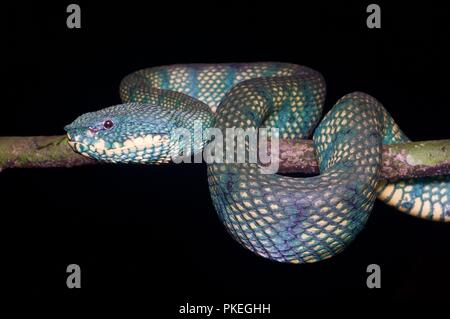 Una femmina adulta Bornean Keeled Rattlesnakes (Tropidolaemus subannulatus) di notte nel Parco Nazionale di Gunung Mulu, Sarawak, Est Malesia, Borneo Foto Stock