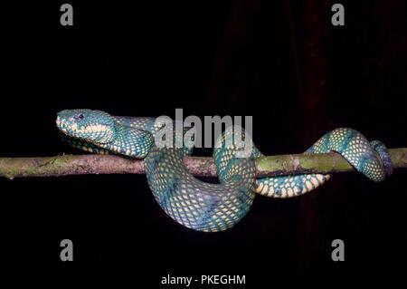 Una femmina adulta Bornean Keeled Rattlesnakes (Tropidolaemus subannulatus) di notte nel Parco Nazionale di Gunung Mulu, Sarawak, Est Malesia, Borneo Foto Stock