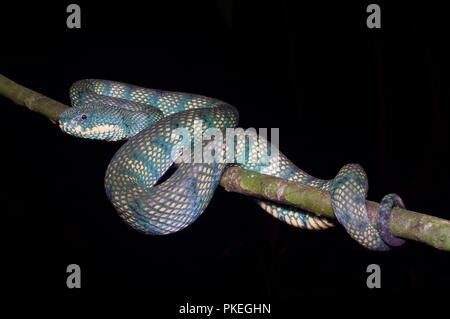 Una femmina adulta Bornean Keeled Rattlesnakes (Tropidolaemus subannulatus) di notte nel Parco Nazionale di Gunung Mulu, Sarawak, Est Malesia, Borneo Foto Stock