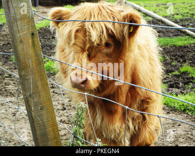 Baby highland mucca trovata in Scozia. Carino baby bovini su una fattoria Scotish. Foto Stock