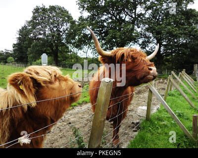 Highland bovini nella scozzese lato paese Foto Stock