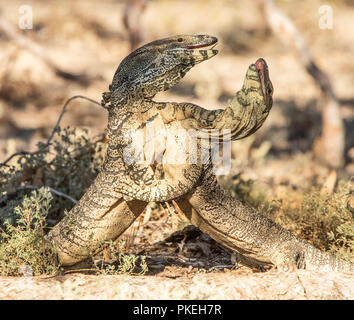 Due Australian iguana / pizzo varani coniugata in wild at Culgoa Parco Nazionale in outback NSW Foto Stock