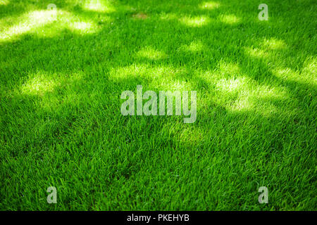 Perfettamente falciata fresco giardino prato in estate. La vibrante erba verde con macchie solari. Foto Stock