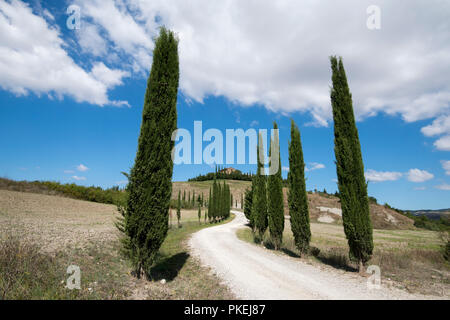 Un cipresso viale alberato su una proprietà in Val d'Orcia Toscana Italia Europa UE Foto Stock