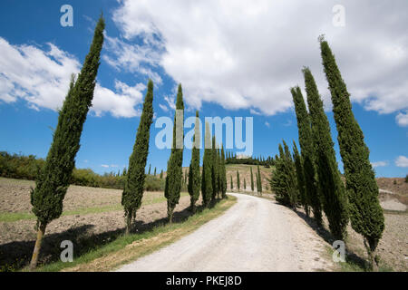 Un cipresso viale alberato su una proprietà in Val d'Orcia Toscana Italia Europa UE Foto Stock