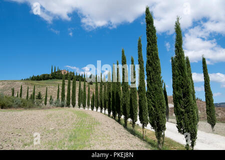 Un cipresso viale alberato su una proprietà in Val d'Orcia Toscana Italia Europa UE Foto Stock