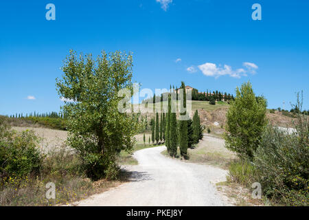 Un cipresso viale alberato su una proprietà in Val d'Orcia Toscana Italia Europa UE Foto Stock