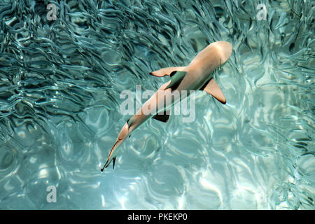 Baby Punta Nera Shark nuotare nell'Oceano Pacifico acque chiare Foto Stock