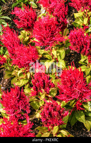 Red Cockscomb, Celosia argentea 'Arrabona' fiori di piante Foto Stock