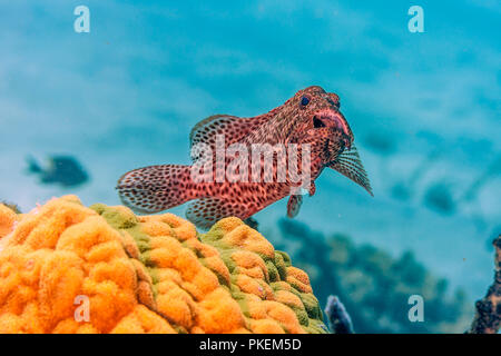 Coral reef Carbiiean in mare al largo della costa di Roatan Foto Stock