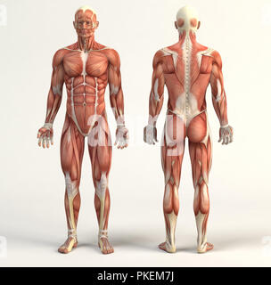 Illustrazione digitale del sistema muscolare Foto Stock
