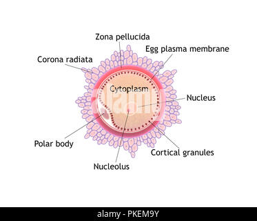 Illustrazione Digitale, parti dell'ovulo Foto Stock