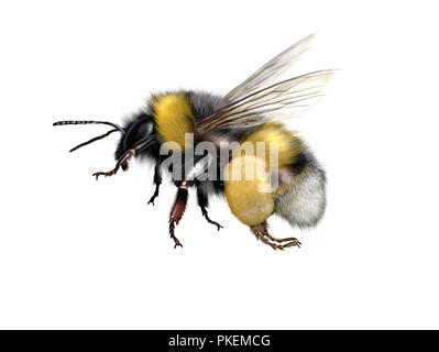 Illustrazione Digitale di un buff-tailed bumblebee o terra di grandi dimensioni bumblebee Foto Stock