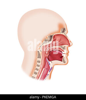 Illustrazione Digitale di un volto umano cavità con la laringe, naso, bocca,lingua Foto Stock