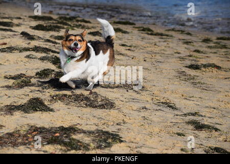 Jack Russel x chihuahua x corgi giocando in spiaggia Foto Stock