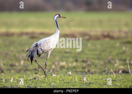 Uccelli selvatici Foto Stock