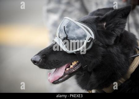 Stella, 374 delle forze di sicurezza militari squadrone cane da lavoro, attende il suo giro a bordo di una UH-1N elicottero durante un 459th Airlift Squadron MWD familiarizzazione volo Luglio 26, 2018 a Yokota Air Base, Giappone. La formazione garantisce che la MWD è non sono spaventata del velivolo e può effettivamente svolgere il loro lavoro dopo lo sbarco. Foto Stock