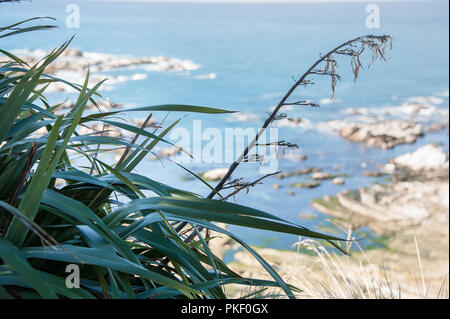 Erba costiere (Panicum massimo), Kaikoura, Nuova Zelanda. Close up grandi foglie verdi contro morbido blu sfocate scena costiere. Foto Stock
