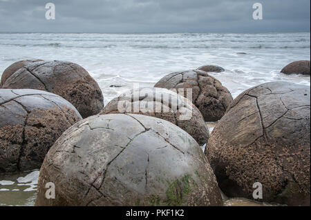 I massi Moeraki sulla spiaggia Koekohe, Otago. Vista ravvicinata di un gruppo di rocce sferiche, con il grigio mare/sfondo cielo Foto Stock