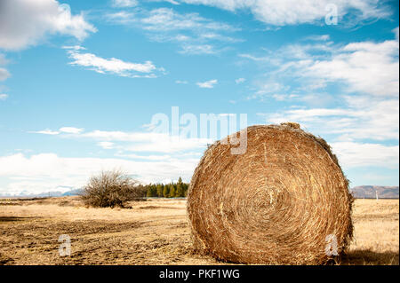 Un dorato della balla di fieno si trova in un campo di taglio, erba secca. Close up di grande pila tonda con nuvoloso cielo blu sullo sfondo Foto Stock