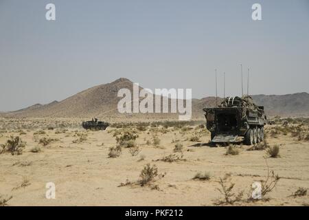 I soldati del 56th Stryker Brigade Combat Team, ventottesima divisione di fanteria, Pennsylvania Esercito Nazionale Guardia, impostare posizioni temporanee agosto 5 nel loro Strykers presso il National Training Center, Fort Irwin, ca. Foto Stock