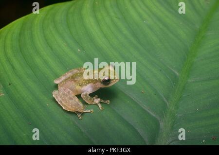 Un piccolo affascinante Treefrog (Feihyla kajau) su una foglia grande di notte in Ranau, Sabah, Malaysia orientale, Borneo Foto Stock