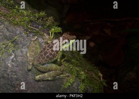 Un Black-spotted Rock Skipper (Staurois guttatus) su un masso di notte in Ranau, Sabah, Malaysia orientale, Borneo Foto Stock