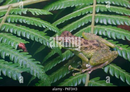 Un Black-spotted Rock Skipper (Staurois guttatus) su una felce di notte in Ranau, Sabah, Malaysia orientale, Borneo Foto Stock