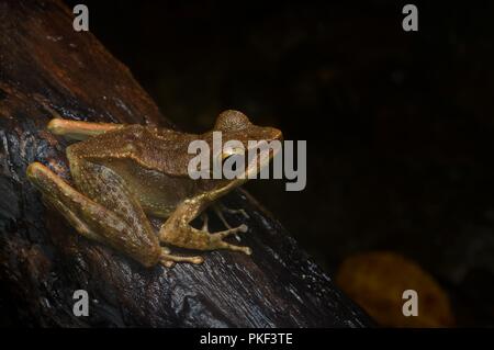 A nord del torrente Rana (orphnocnemis Meristogenys) a notte in Ranau, Sabah, Malaysia orientale, Borneo Foto Stock