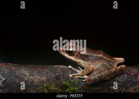 A nord del torrente Rana (orphnocnemis Meristogenys) a notte in Ranau, Sabah, Malaysia orientale, Borneo Foto Stock