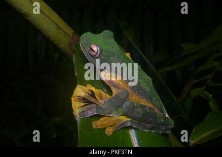 Un Wallace's Flying Frog (Rhacophorus nigropalmatus) stringendo una foglia in Ranau, Sabah, Malaysia orientale, Borneo Foto Stock