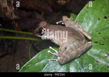 A nord del torrente Rana (orphnocnemis Meristogenys) a notte in Ranau, Sabah, Malaysia orientale, Borneo Foto Stock