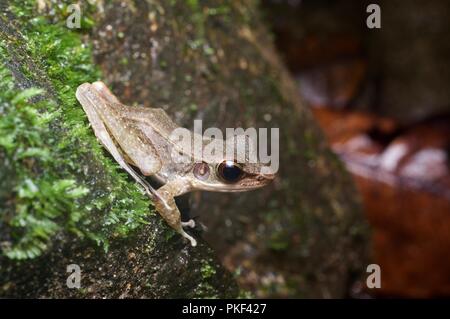 A nord del torrente Rana (orphnocnemis Meristogenys) a notte in Ranau, Sabah, Malaysia orientale, Borneo Foto Stock