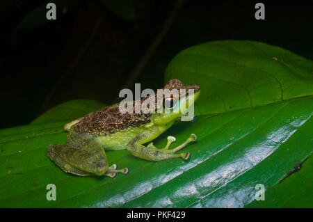 Un Black-spotted Rock Skipper (Staurois guttatus) su una foglia di notte in Ranau, Sabah, Malaysia orientale, Borneo Foto Stock