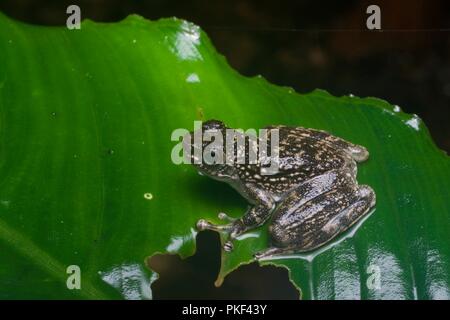 Un Rock Skipper (Staurois latopalmatus) su una foglia bagnata di notte in Ranau, Sabah, Malaysia orientale, Borneo Foto Stock