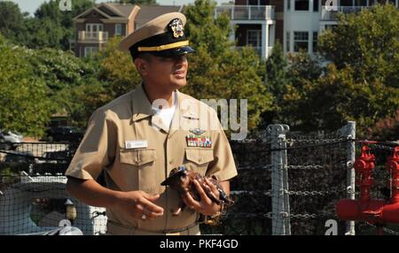 Alfiere Alfred Canoy del Naval Medical Center di Portsmouth, mantiene il comando della Toro ornamentali durante la sua cerimonia di promozione a bordo della USS Wisconsin (BB-64). Foto Stock