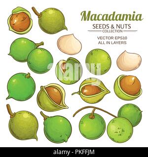 Impianto di macadamia vettore isolato su sfondo bianco Illustrazione Vettoriale