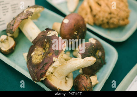 Fungo funghi Scienze Arte Dipinti nomi scientifici Foto Stock