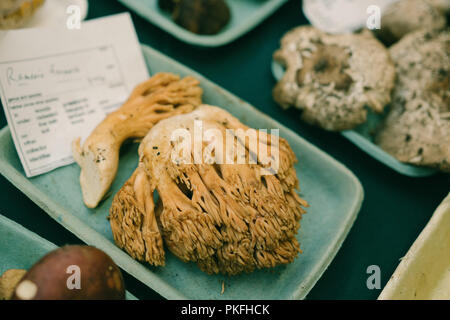 Fungo funghi Scienze Arte Dipinti nomi scientifici Foto Stock