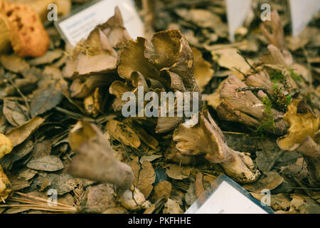 Fungo funghi Scienze Arte Dipinti nomi scientifici Foto Stock