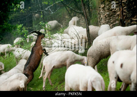Un gregge di capre selvatiche lungo il Colle delle Finestre mountain pass a Usseaux, nella regione Piemonte (Italia, 16/06/2010) Foto Stock