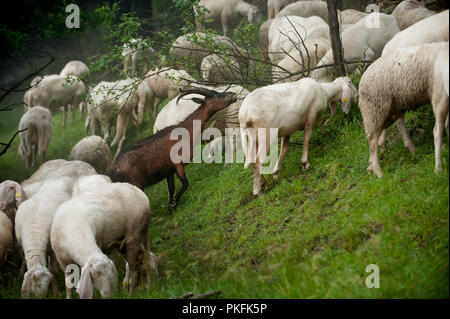 Un gregge di capre selvatiche lungo il Colle delle Finestre mountain pass a Usseaux, nella regione Piemonte (Italia, 16/06/2010) Foto Stock