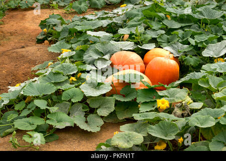 Grandi maturi Zucche crescono su un campo. Foto Stock